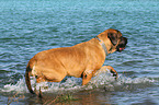 walking Old English Mastiff