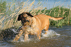 playing Old English Mastiff