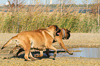 2 Old English Mastiffs