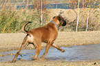 walking Old English Mastiff