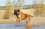 running Old English Mastiff