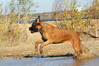 running Old English Mastiff