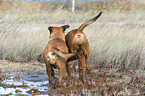 2 Old English Mastiffs