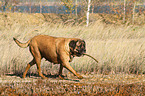 playing Old English Mastiff