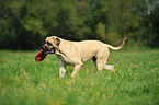 playing Old English Mastiff