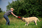 playing Old English Mastiff