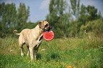 playing Old English Mastiff