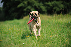 playing Old English Mastiff