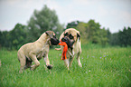 2 Old English Mastiffs