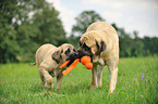 2 Old English Mastiffs