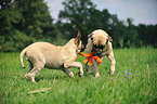 2 Old English Mastiffs