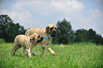 2 Old English Mastiffs