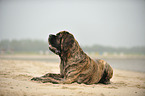 lying Old English Mastiff