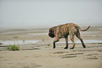 walking Old English Mastiff