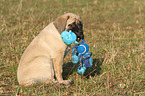 Old English Mastiff Puppy