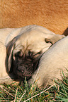 sleeping Old English Mastiff Puppy