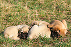 Old English Mastiff Puppies