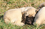 sleeping Old English Mastiff Puppy