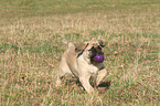 Old English Mastiff Puppy