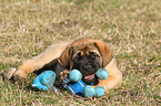 Old English Mastiff Puppy