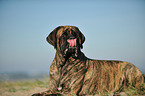 lying Old English Mastiff