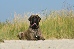 lying Old English Mastiff