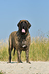 Old English Mastiff