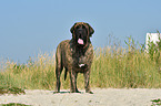 Old English Mastiff