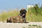 lying Old English Mastiff