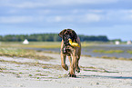 running Old English Mastiff Puppy