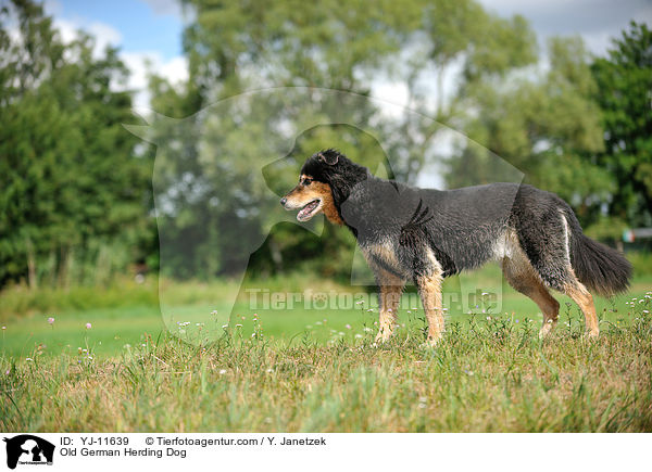 Old German Herding Dog / YJ-11639
