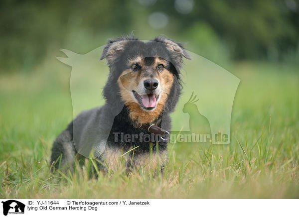 lying Old German Herding Dog / YJ-11644