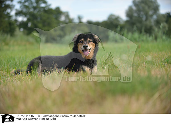lying Old German Herding Dog / YJ-11645