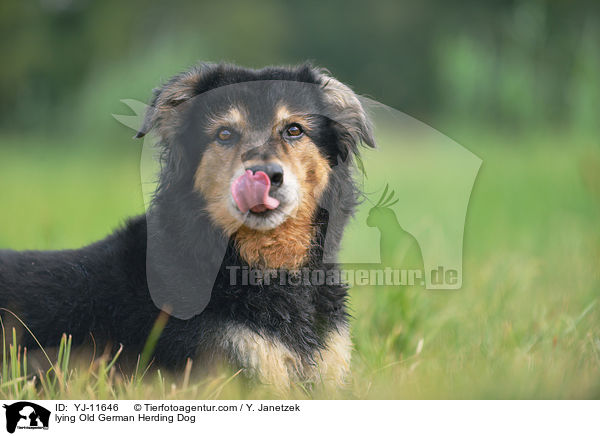lying Old German Herding Dog / YJ-11646