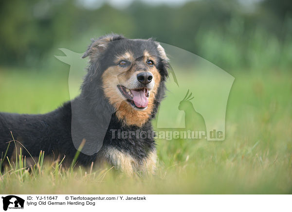 lying Old German Herding Dog / YJ-11647