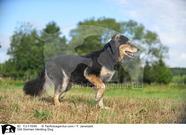 Old German Herding Dog / YJ-11648