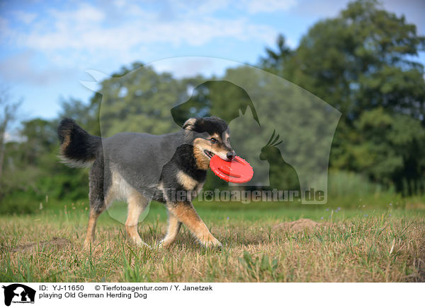 spielende Gelbbacke / playing Old German Herding Dog / YJ-11650