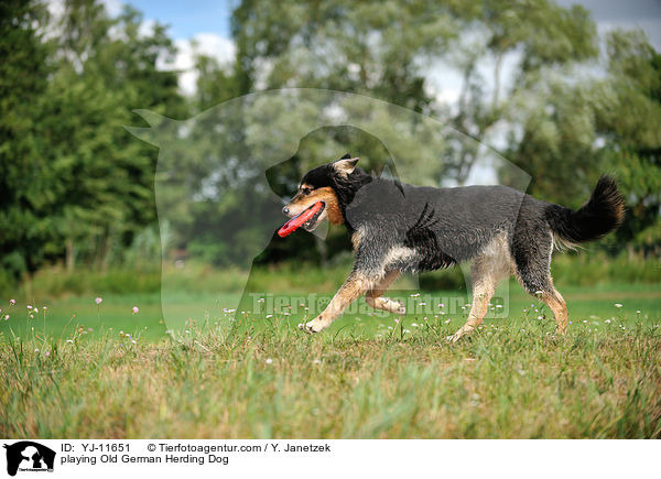playing Old German Herding Dog / YJ-11651