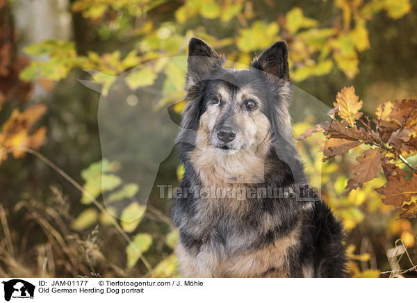 Old German Herding Dog portrait / JAM-01177