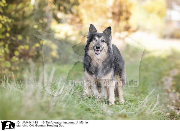 standing Old German Herding Dog / JAM-01188