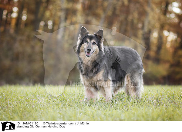 stehende Gelbbacke / standing Old German Herding Dog / JAM-01190