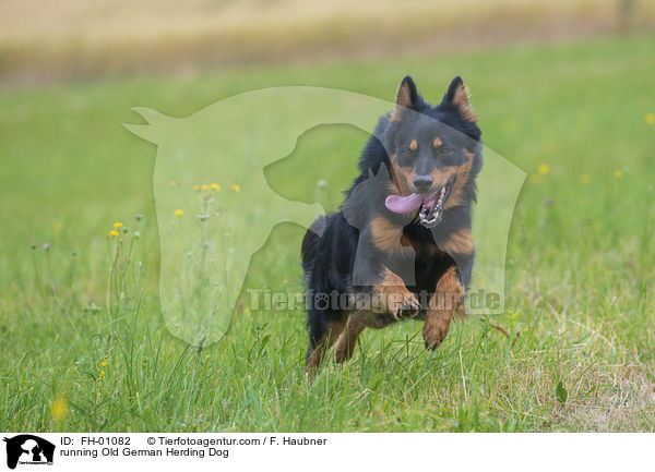 rennende Gelbbacke / running Old German Herding Dog / FH-01082