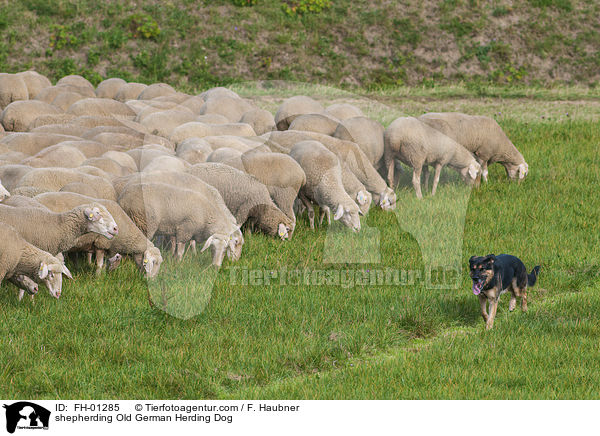 shepherding Old German Herding Dog / FH-01285