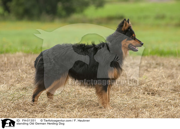 standing Old German Herding Dog / FH-01351
