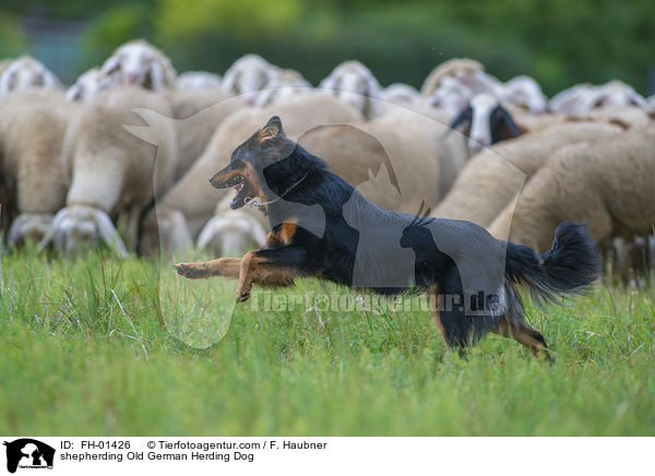 shepherding Old German Herding Dog / FH-01426