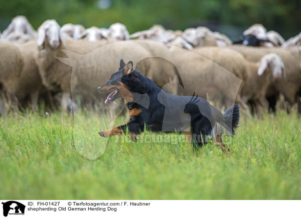 shepherding Old German Herding Dog / FH-01427