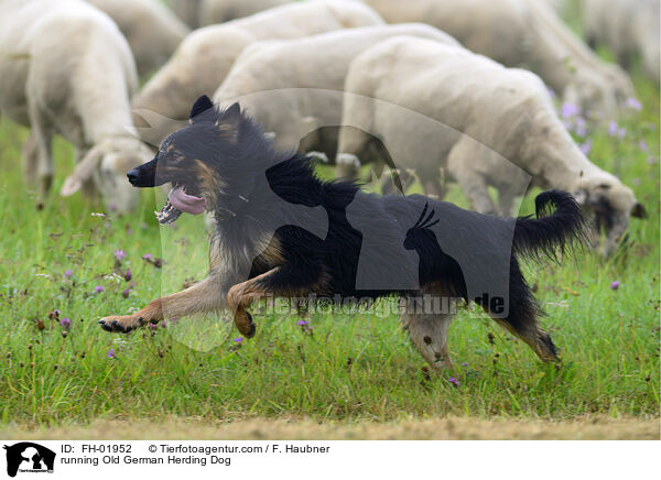running Old German Herding Dog / FH-01952
