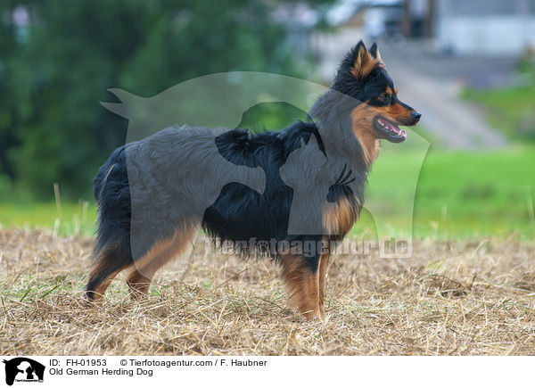 Old German Herding Dog / FH-01953