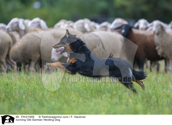 running Old German Herding Dog / FH-01956