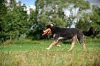 playing Old German Herding Dog